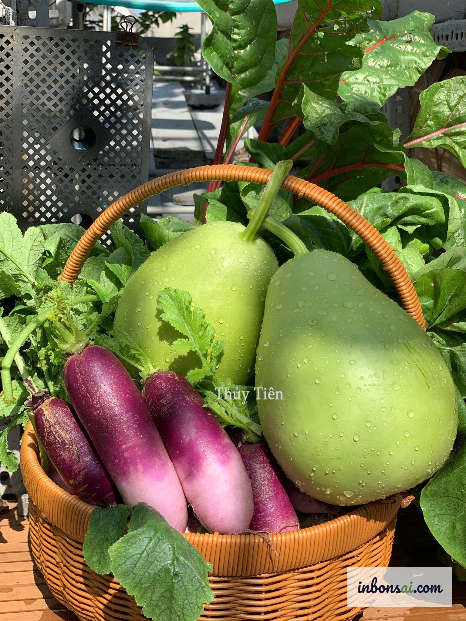 How to grow clean vegetables on the rooftop
