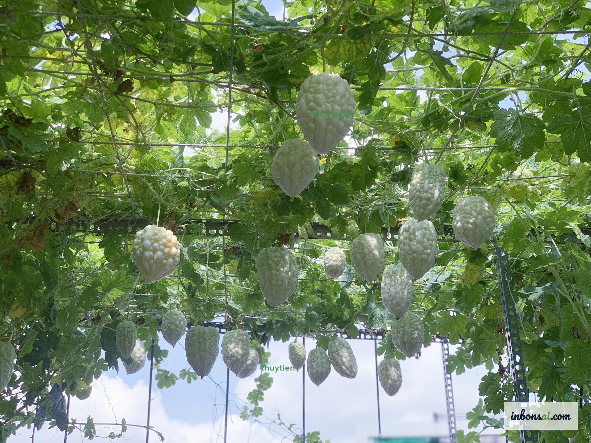 How to grow clean vegetables on the rooftop