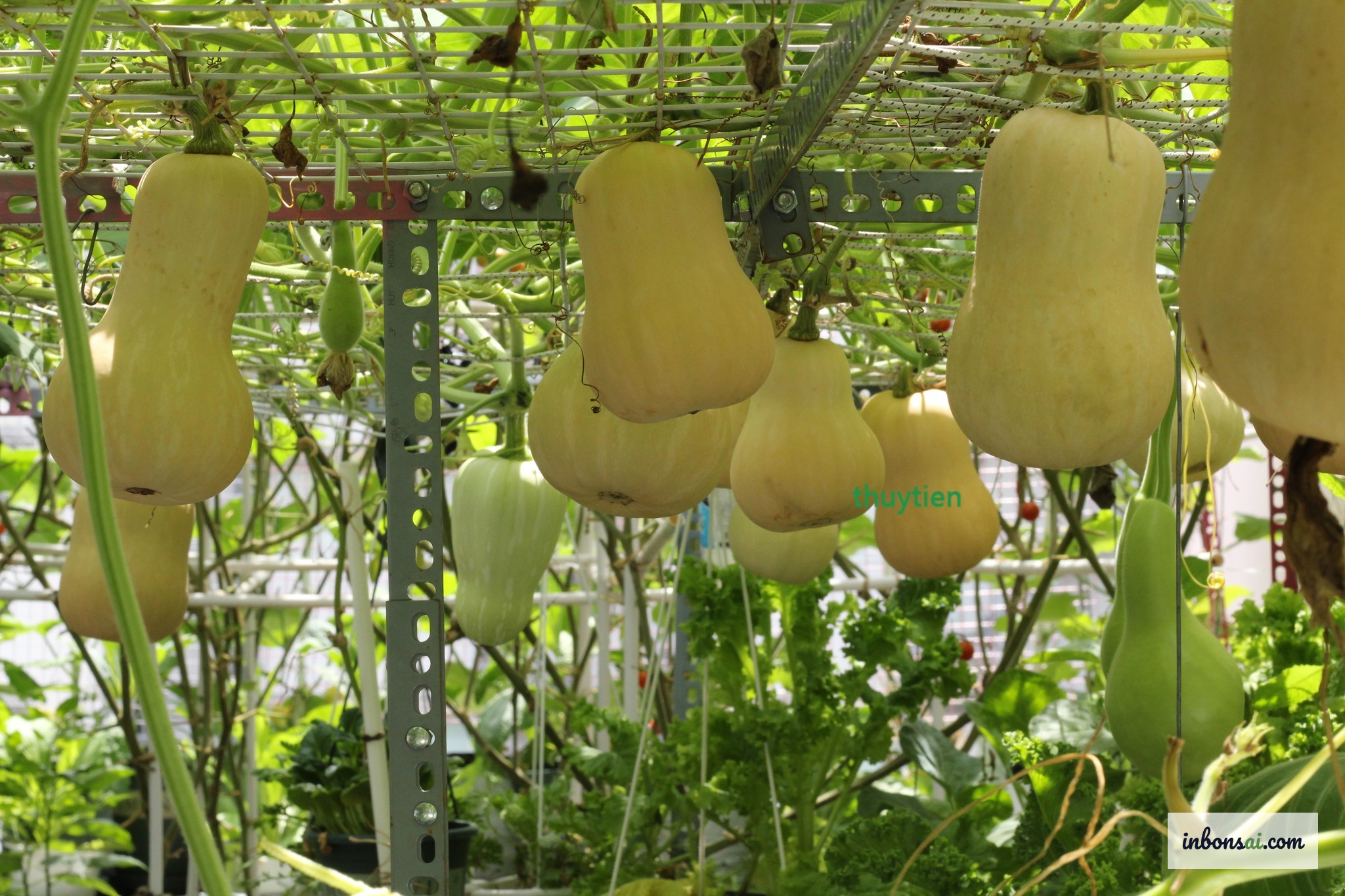 How to grow clean vegetables on the rooftop