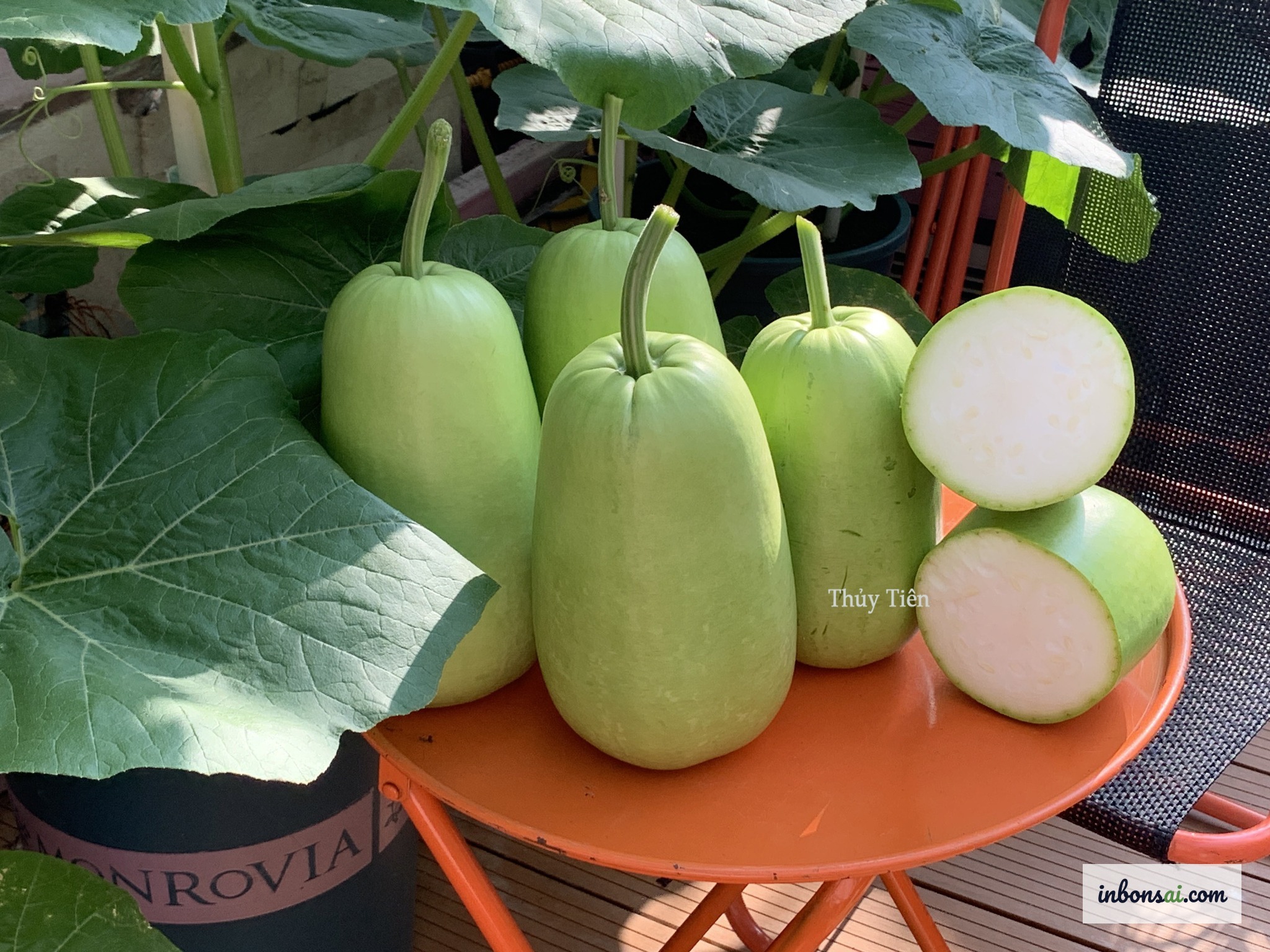 How to grow clean vegetables on the rooftop