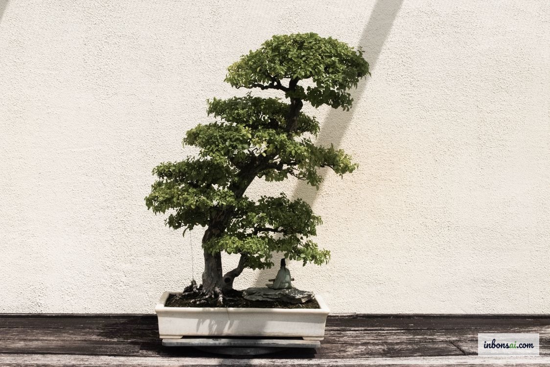 Un bonsái en maceta blanca de interior necesita un riego distinto al de un árbol de exterior
