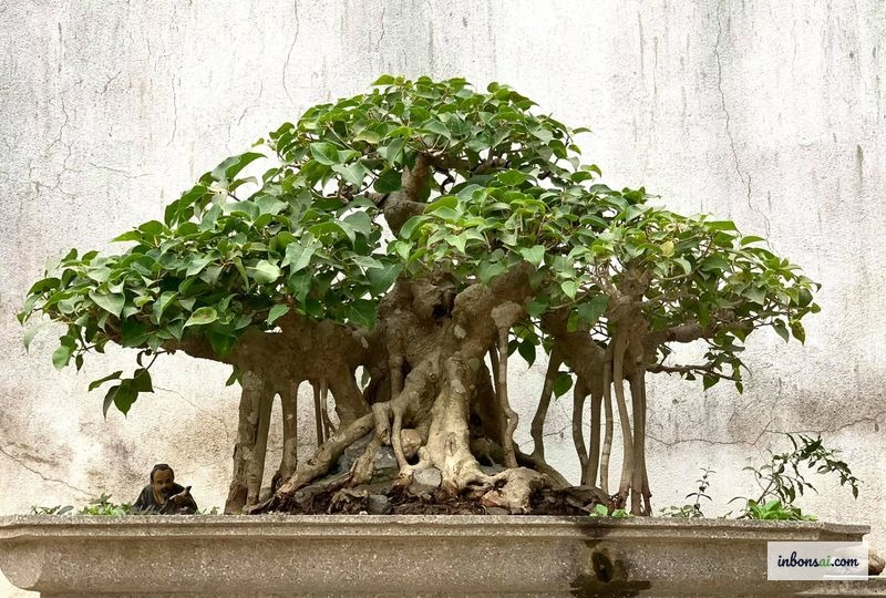 象征佛教精神意义的陶瓷花盆中的菩提树盆景