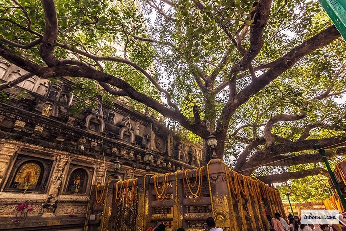 仏陀が悟りを開いた場所として知られる神聖な菩提樹と仏教の精神性