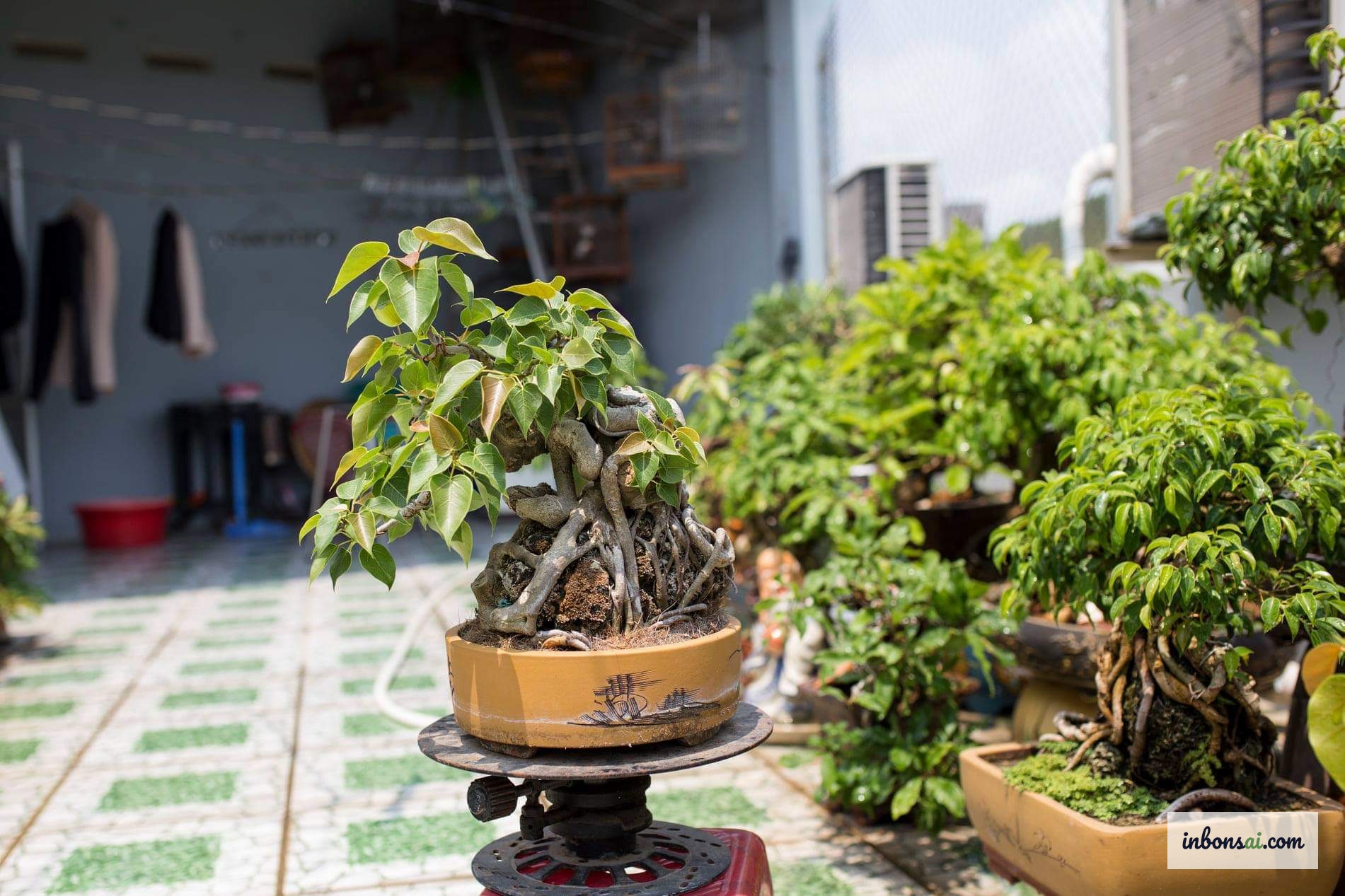 室内での菩提樹盆栽の水やりとケア