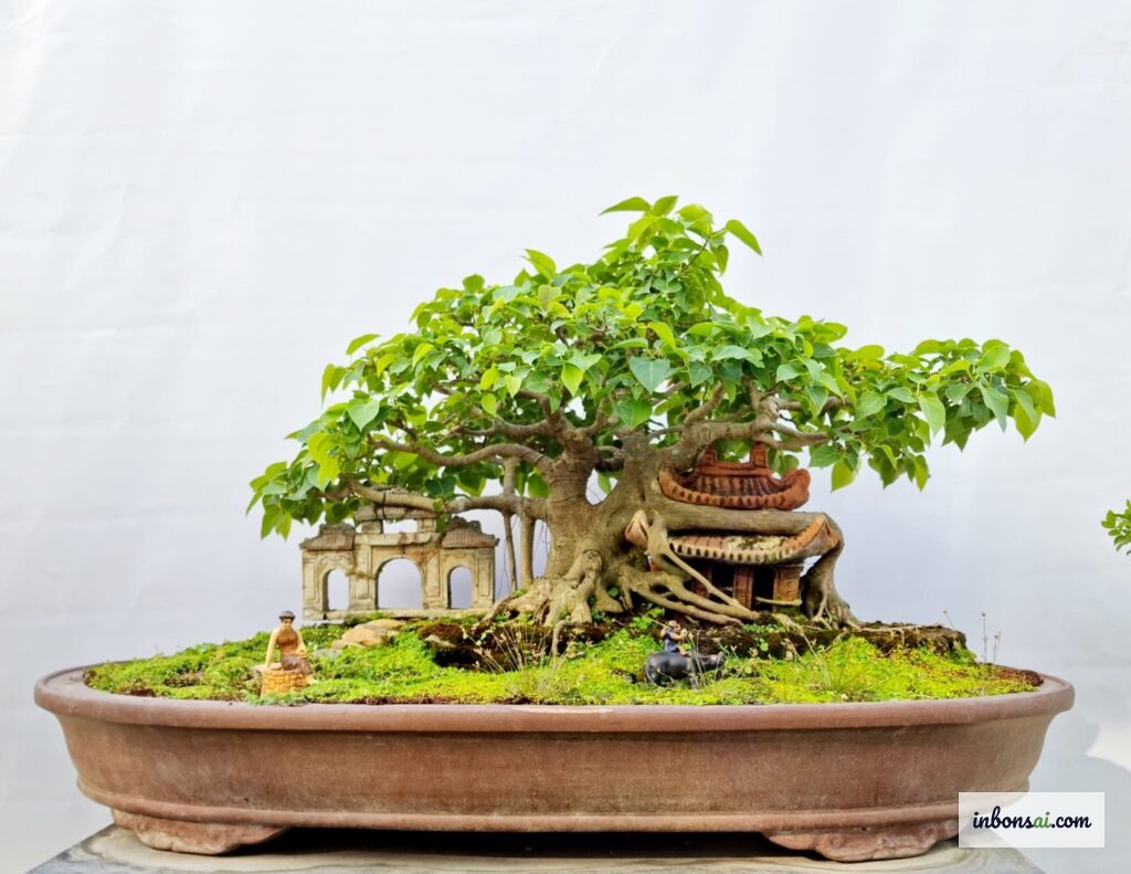 フィクス・レリギオサ盆栽に適した陶器の鉢と用土