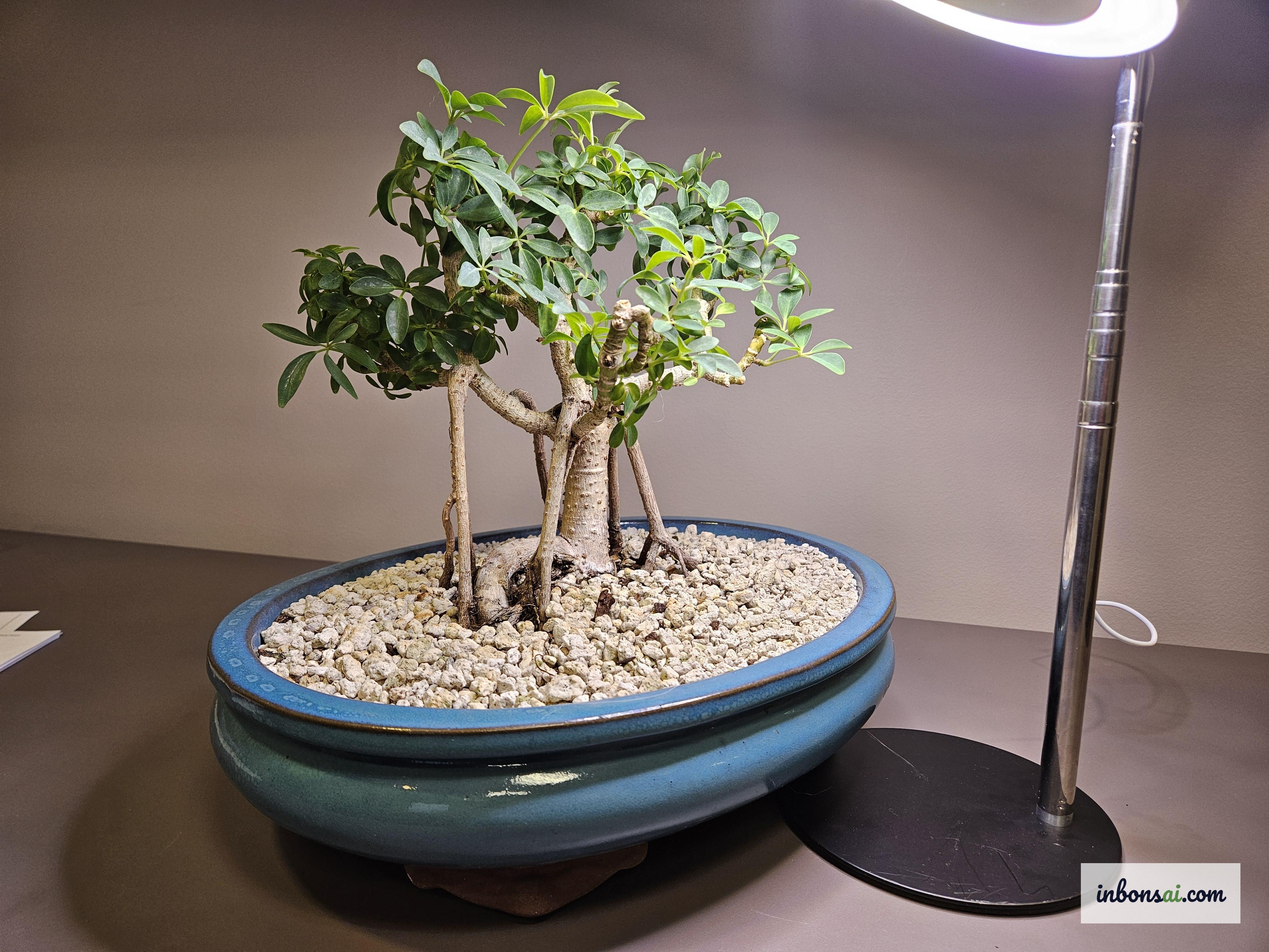 Các loại bonsai thích hợp văn phòng