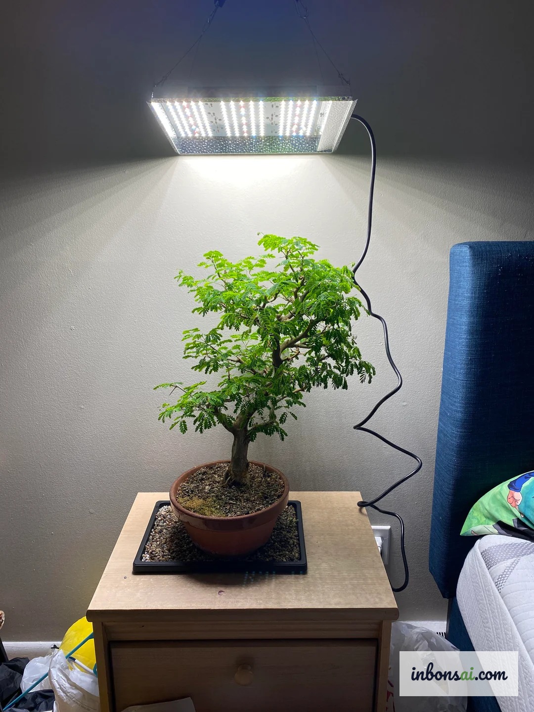 Cây bonsai trong văn phòng dưới ánh đèn nhân tạo thiếu ánh sáng