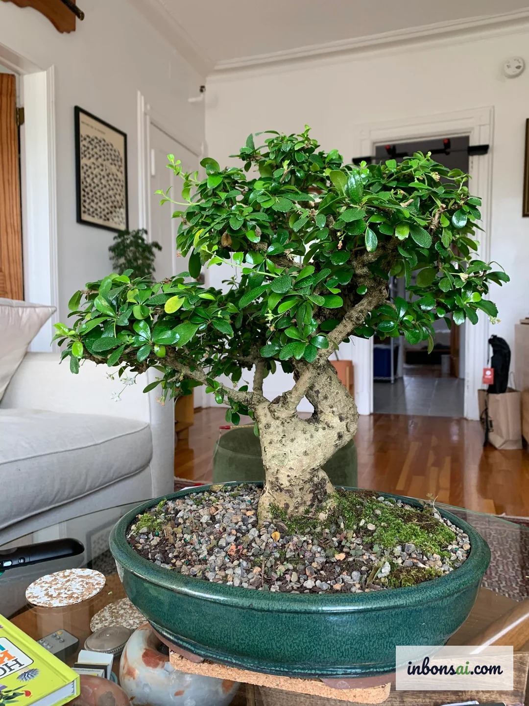 Cây Trà Phúc Kiến bonsai ra hoa nhỏ trắng