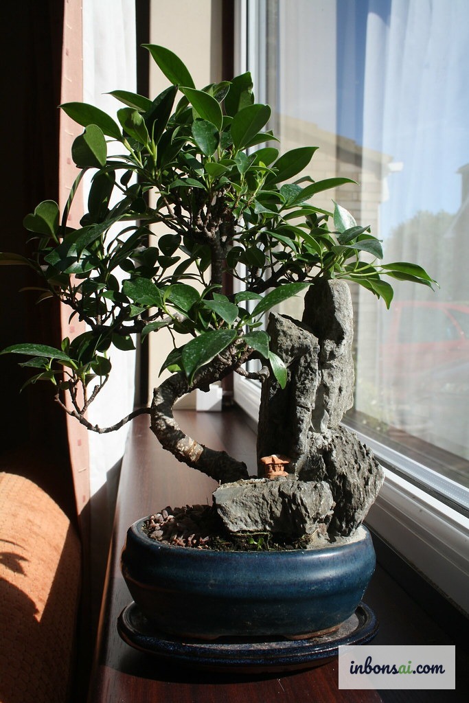 Bonsai Ficus con foglie verde scuro in interni