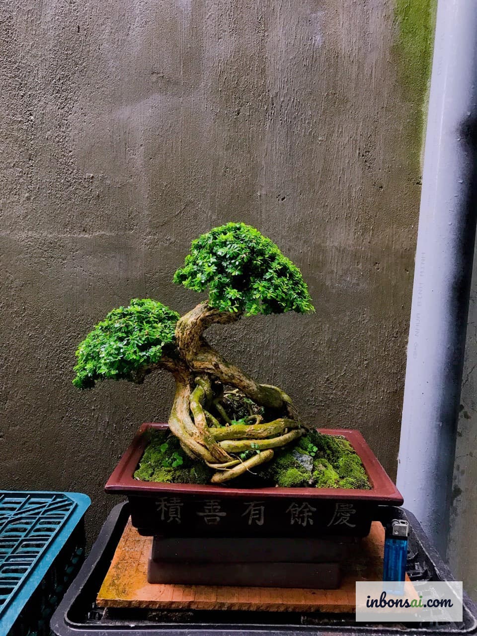 Tưới nước bonsai văn phòng đúng cách