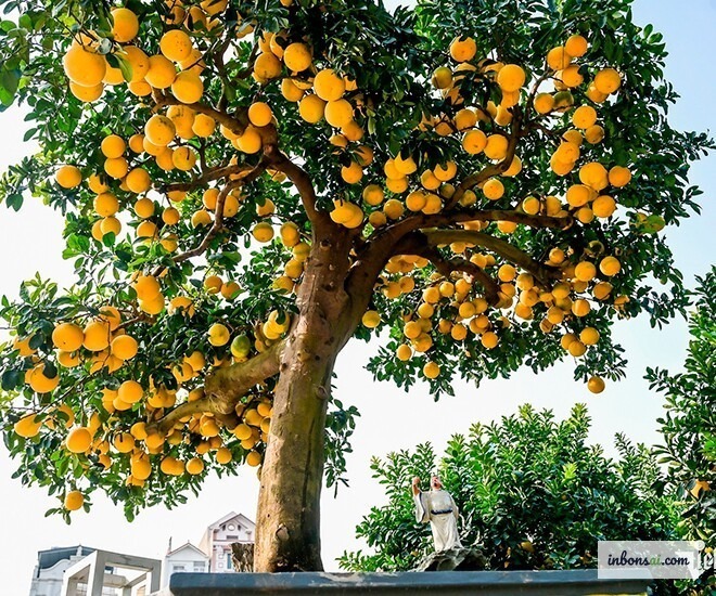 Kỹ thuật trồng bonsai trong chậu gốm đúng cách