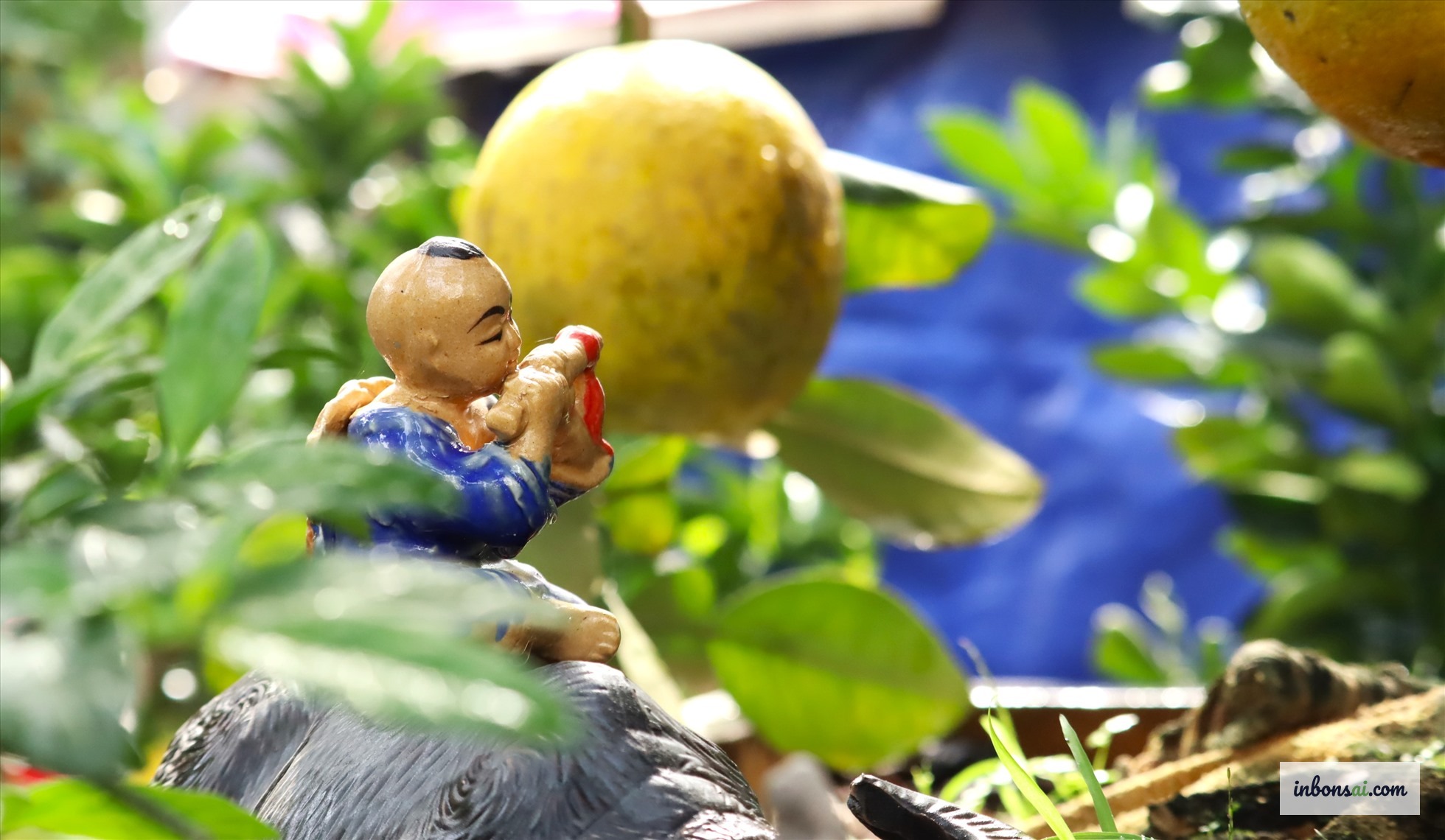 Cây bưởi bonsai mini trong chậu trắng trang nhã