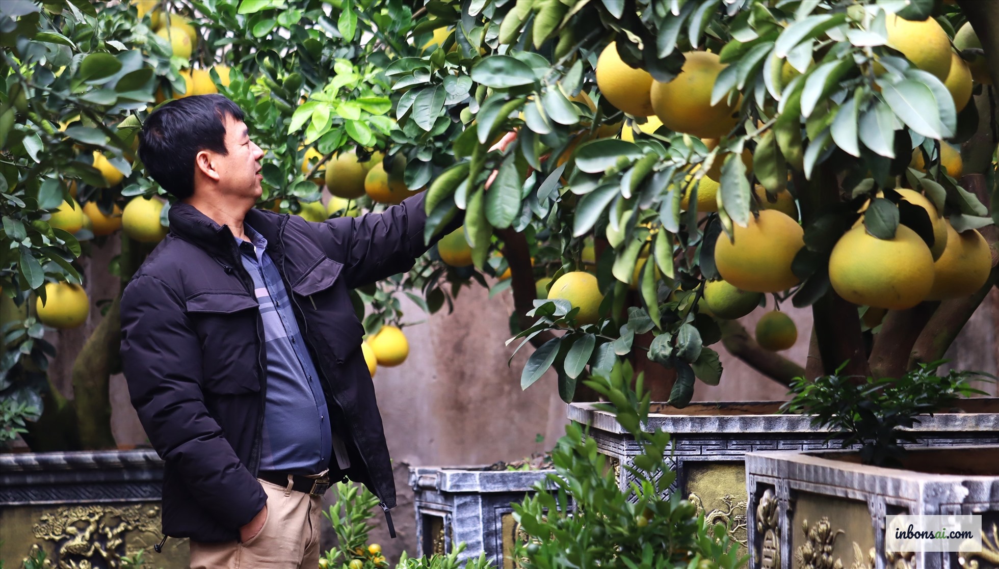 Cây bonsai trong chậu trắng đặt trong không gian nội thất hiện đại