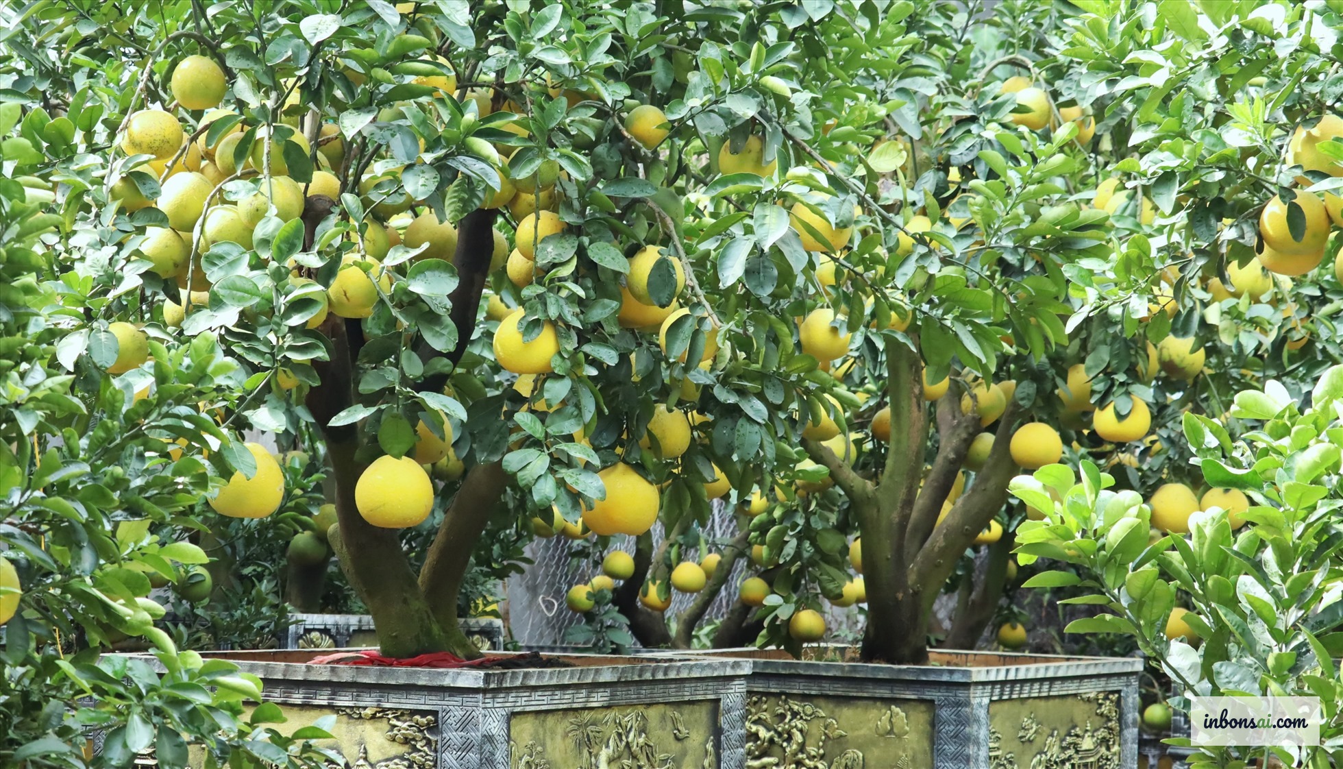 Cây bonsai được tạo dáng đẹp trong vườn cảnh
