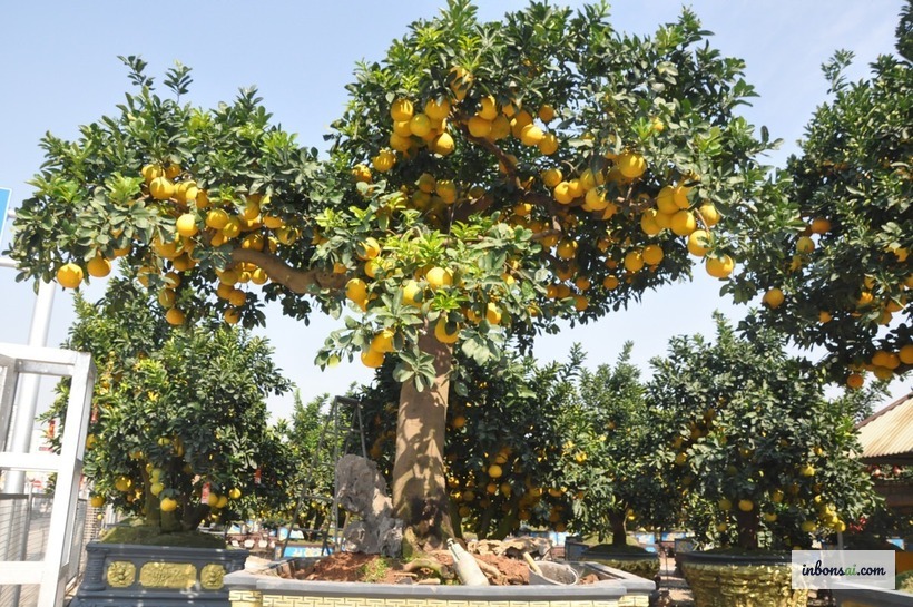 Kỹ thuật tưới nước đúng cách cho cây bonsai trong chậu