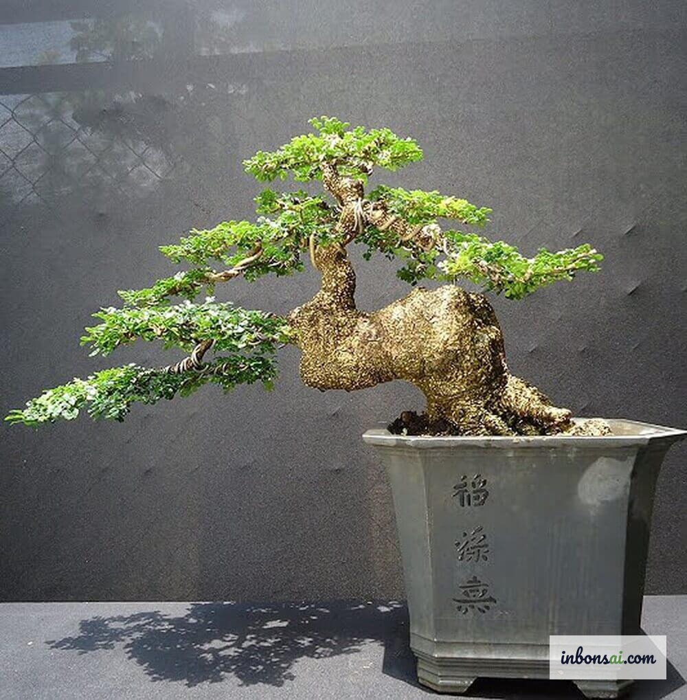 ペンフィス・アシデュラ用の排水性の良い盆栽用土