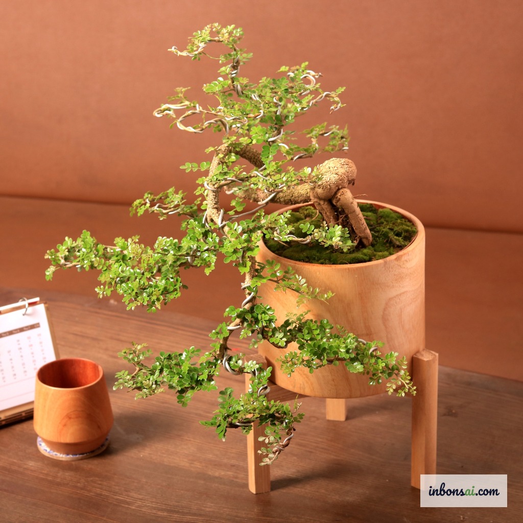 种植在陶瓷花盆中的海石榴迷你盆景，独特的古树造型