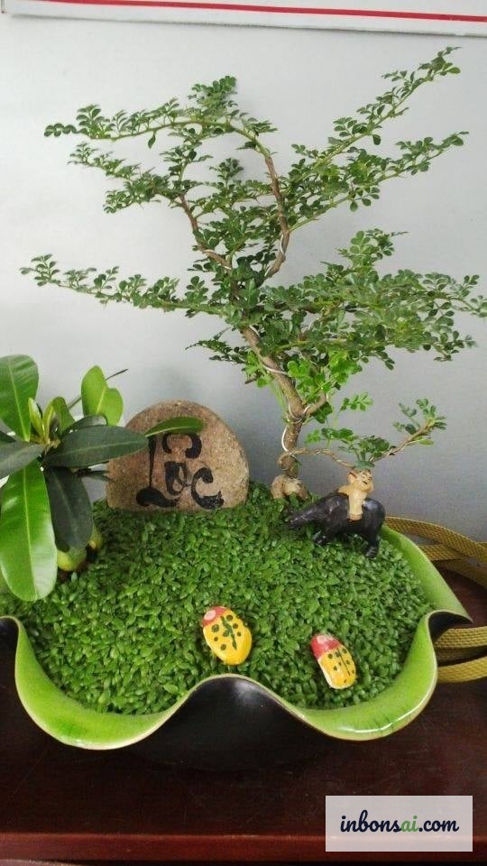 ペンフィス・アシデュラの小葉と特徴的な白い花のクローズアップ