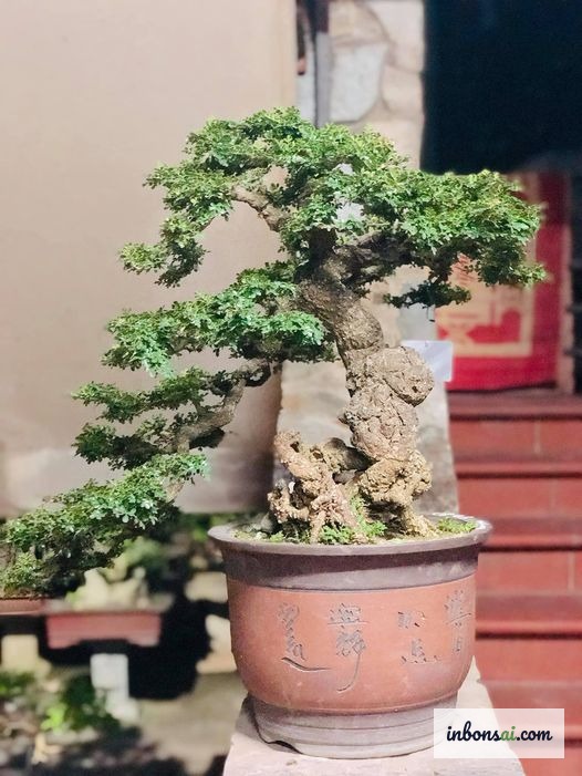 屋外の直射日光の下に置かれたペンフィス・アシデュラ盆栽