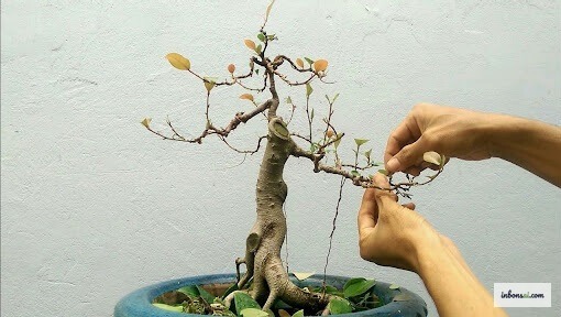 ペンフィス・アシデュラ盆栽の枝にアルミ線を巻く技術