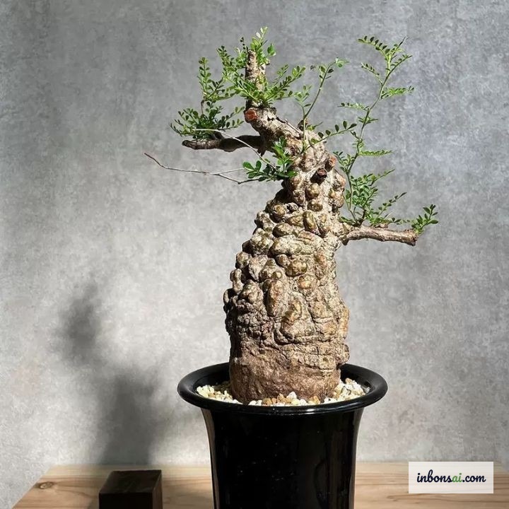 象脚盆景专用的排水良好盆景土(含浮石)