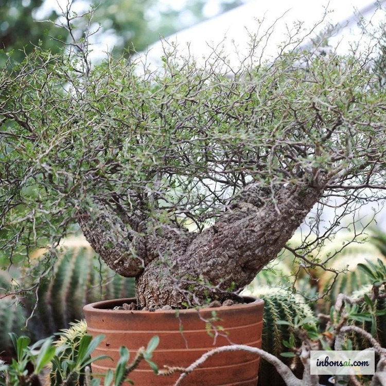 象脚盆景的正确浇水技巧