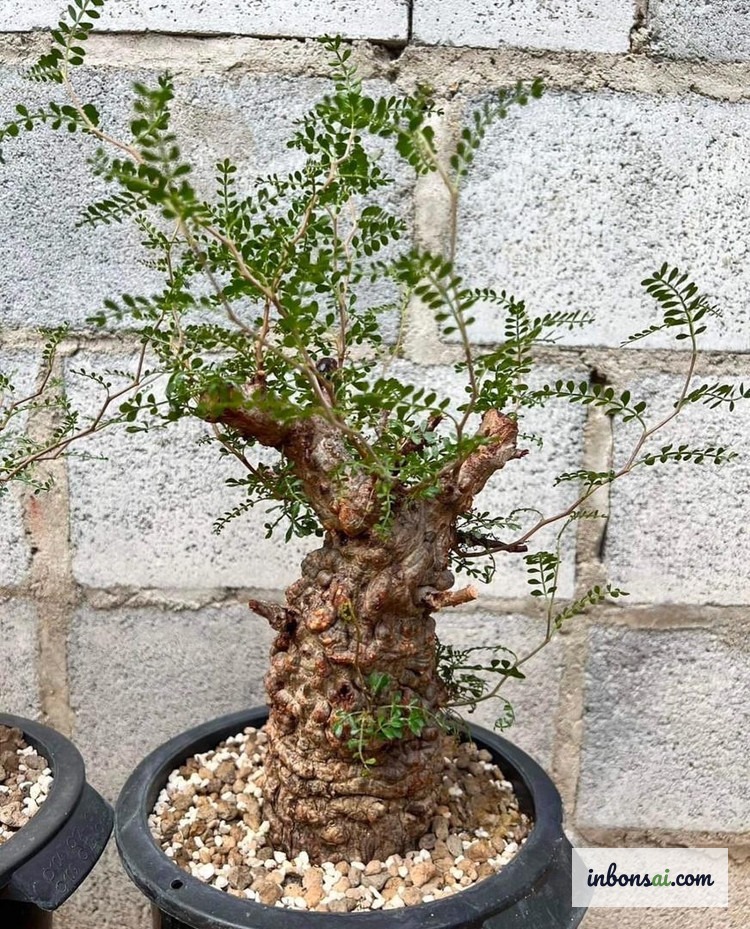 在苗圃选购健康象脚盆景苗木