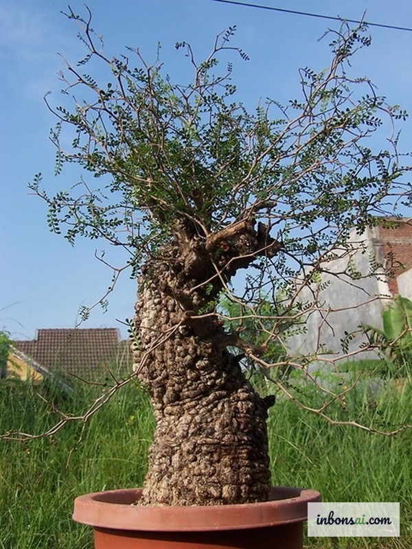 陶盆中的象脚盆景,展示其独特膨大的储水茎