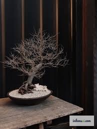 象脚盆景的枝条铁丝造型技术