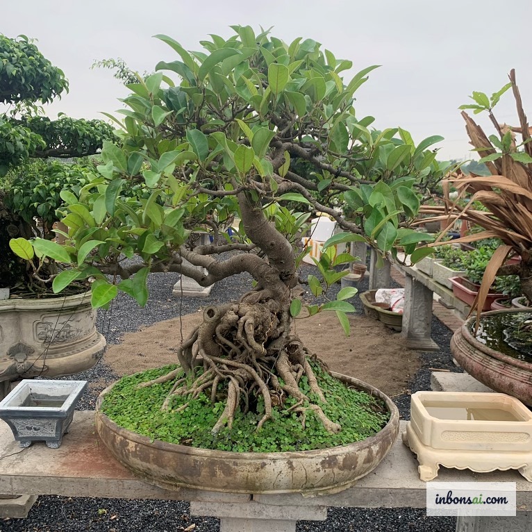 気根が印象的なガジュマル盆栽 — 長寿と良い風水エネルギーの象徴