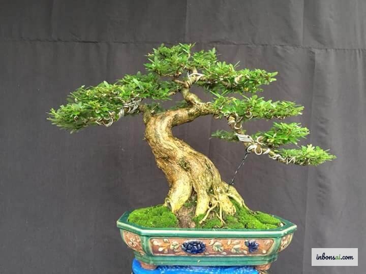 ガジュマル盆栽の自宅でのケア：適切な水やりと剪定技術