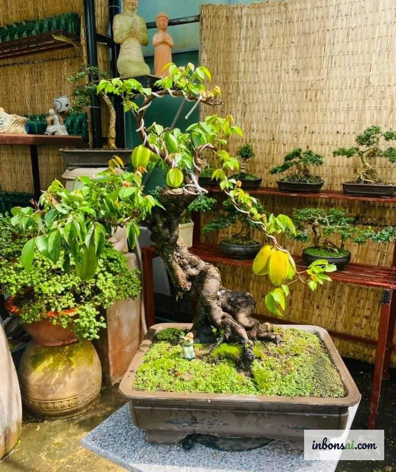 ゴレンシ盆栽ミニの剪定と樹形作りテクニック