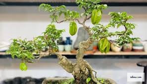 ゴレンシ盆栽ミニの正しい水やりテクニック