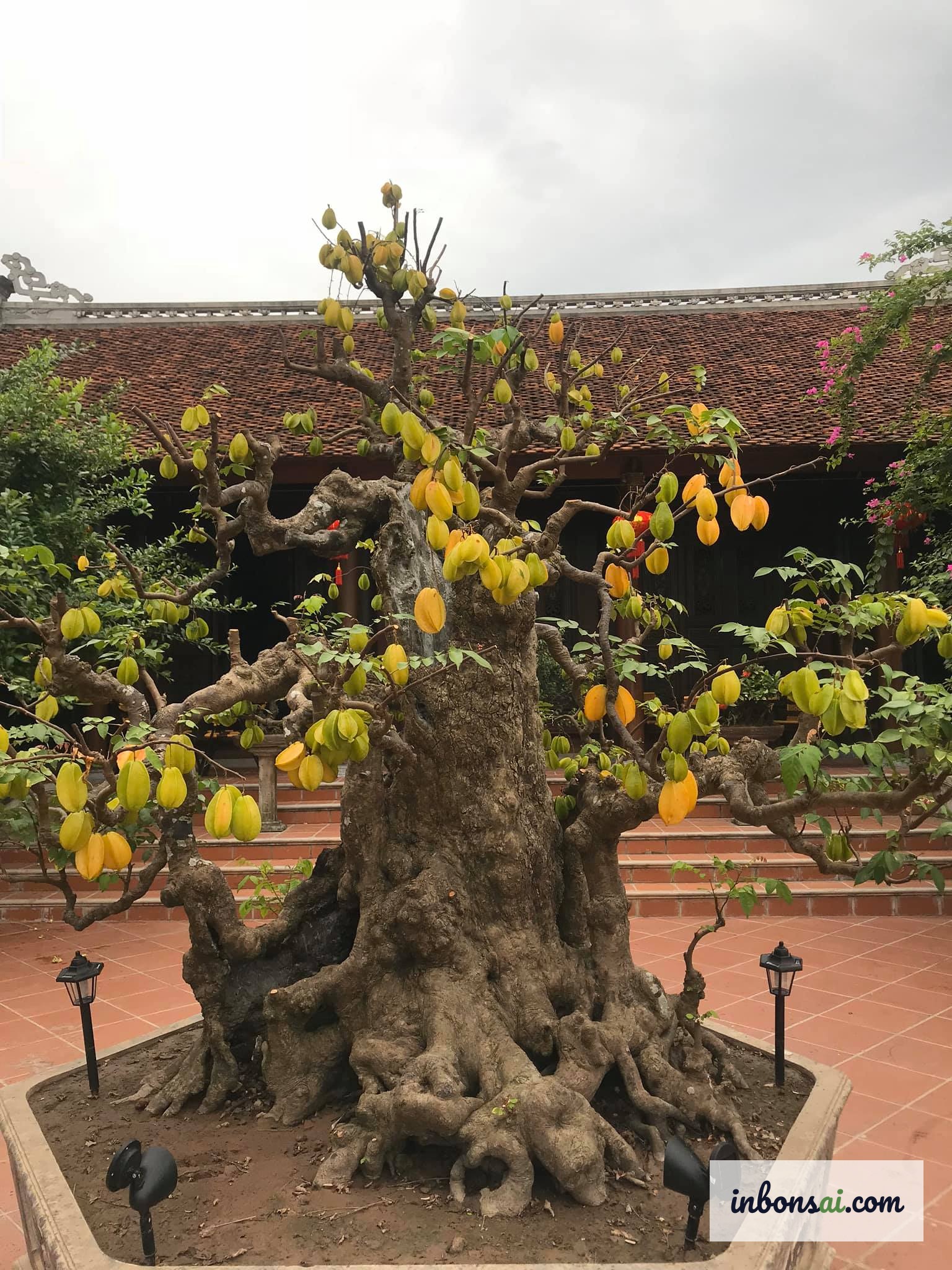 盆栽園でゴレンシ盆栽ミニを選ぶ際のポイント