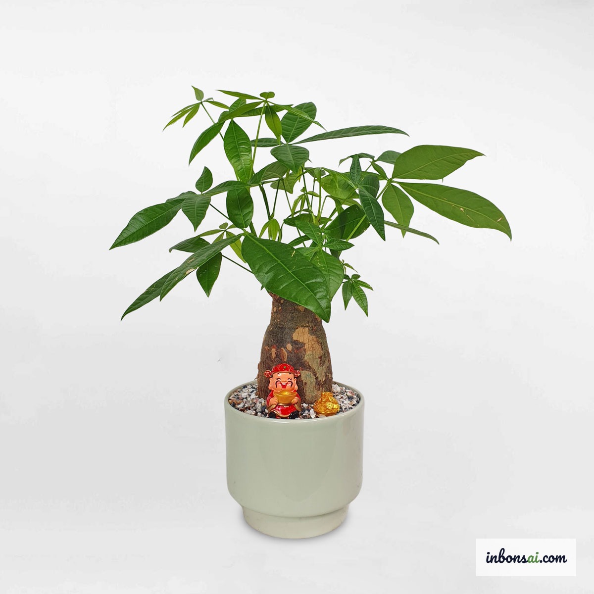 摆放在精美陶瓷花盆中的发财树风水盆栽