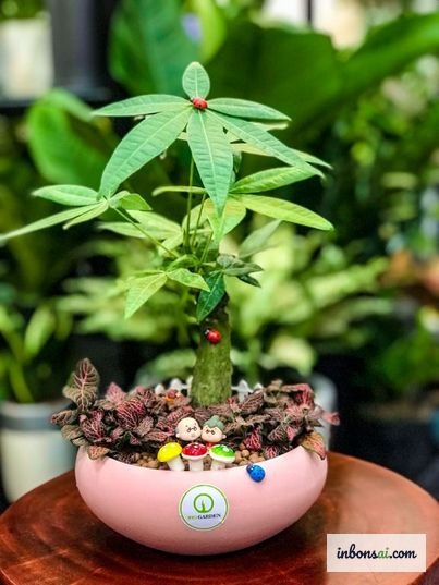 象征风水五行的发财树五裂叶片