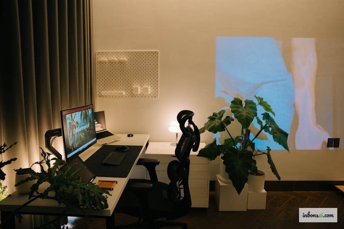 办公桌上发财树盆栽的日常养护与浇水