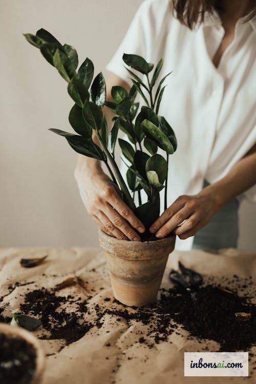 使用排水良好土壤和陶器花盆种植发财树盆栽的技术