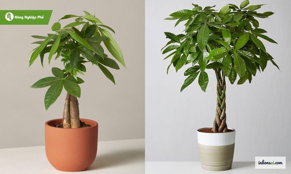 编辫、扭转和直干等各种发财树盆栽造型风格