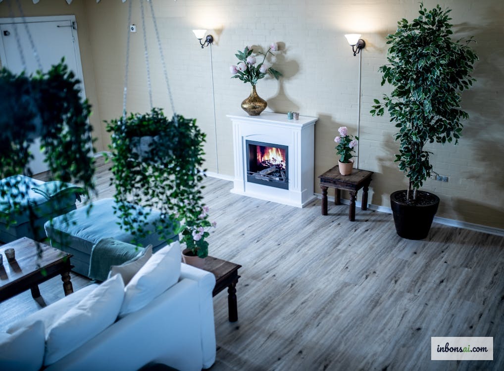 客厅中发财树盆栽的风水摆放位置，有助于招财纳福