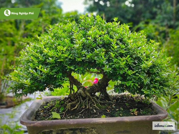 近距离观察盆景叶片，早期发现病虫害