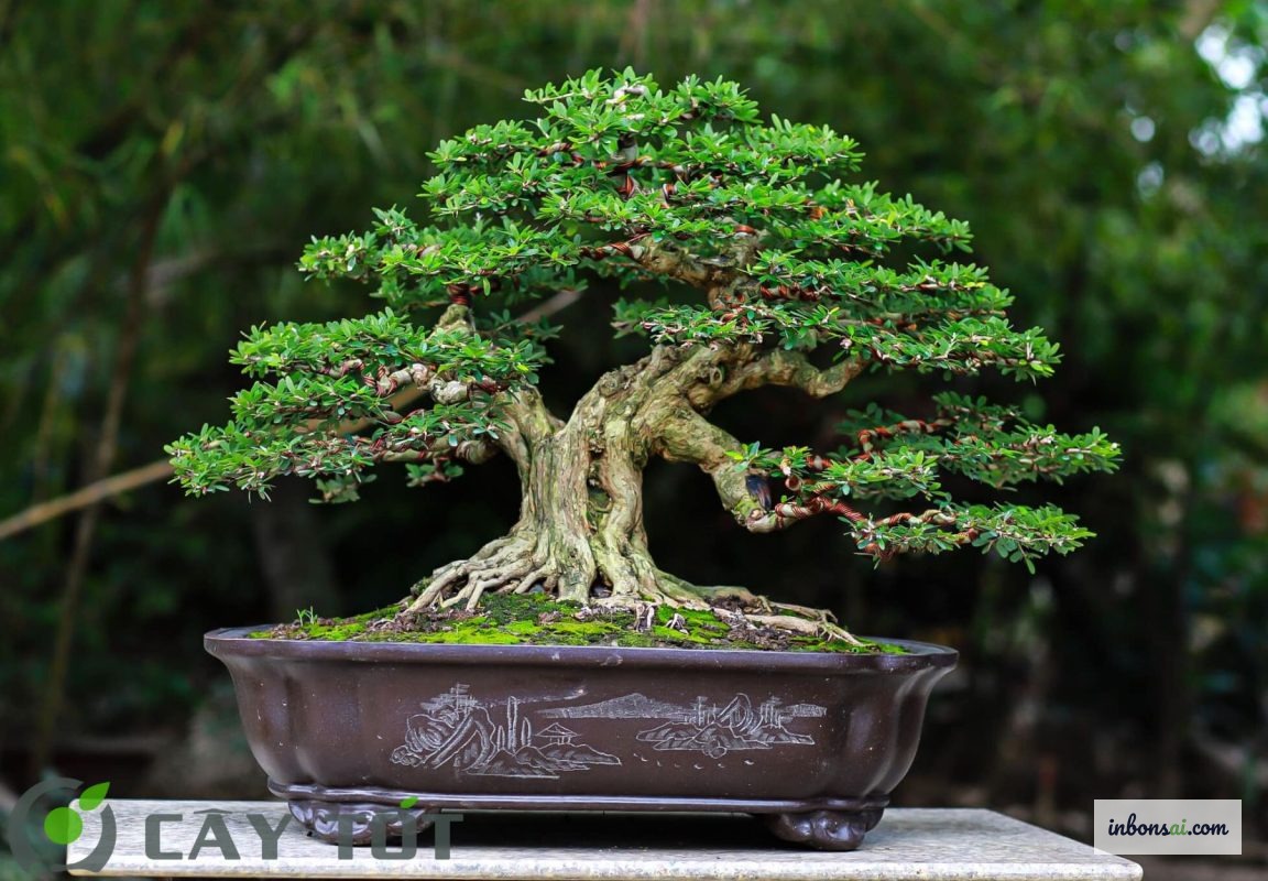 用锋利的园艺剪刀修剪植物枝条的近景