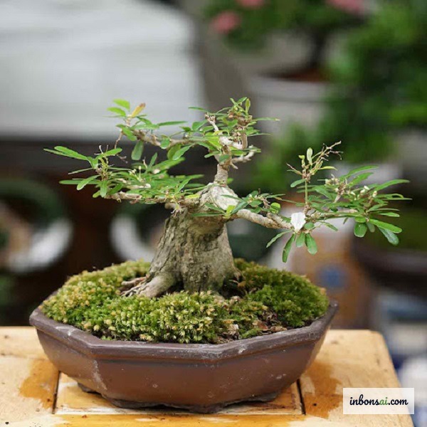 将小植物移植到新的盆景专用土中