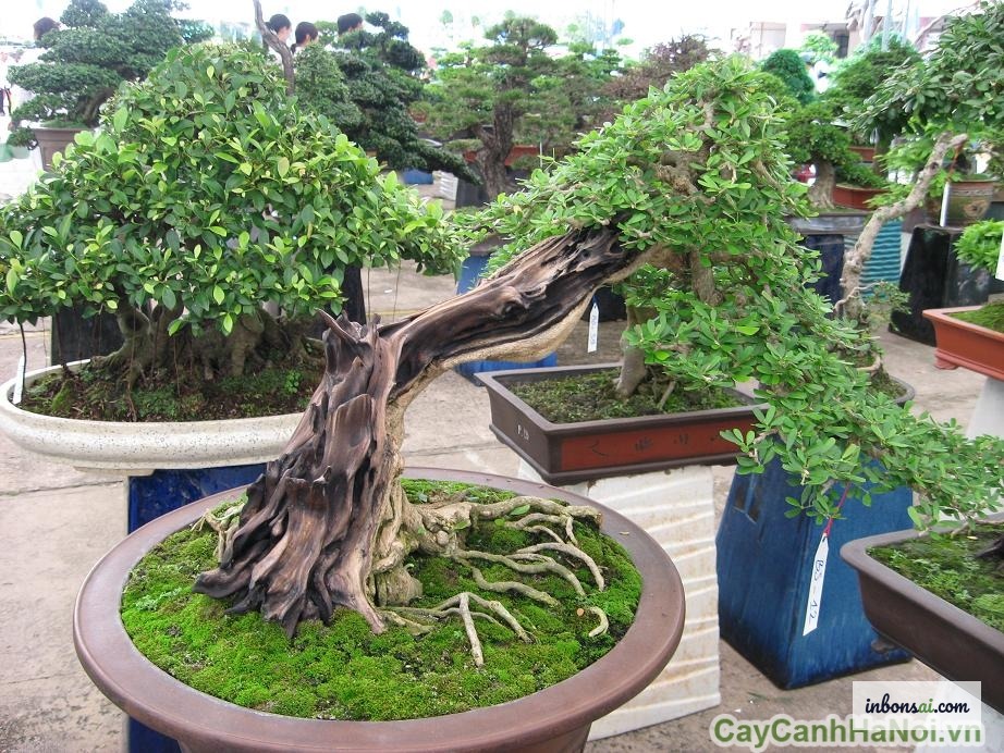 为盆景浇水，叶面上闪烁着晶莹的水珠