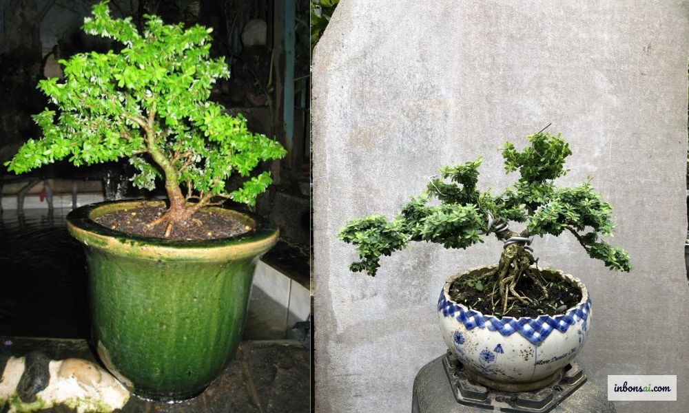 福建茶盆景种植在风水陶瓷盆中，摆放于办公桌上