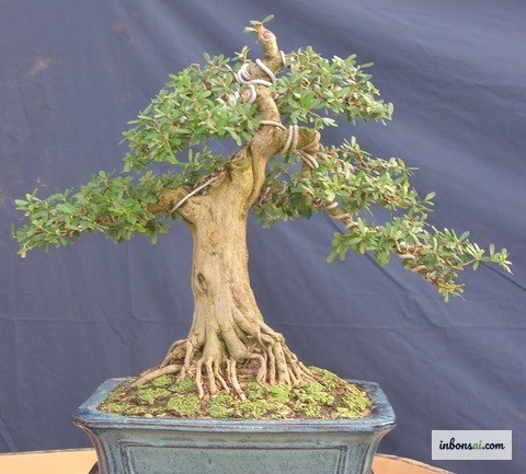 福建茶盆景（卡尔莫纳）白色小花盛开，种植在陶瓷盆中