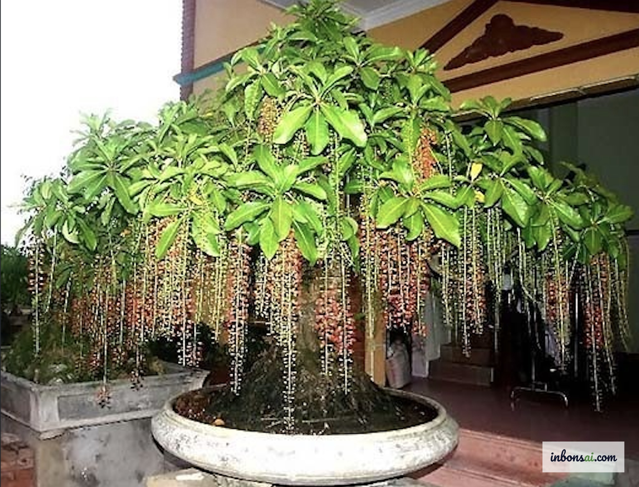 禄榕盆景（Barringtonia racemosa）红色花穗垂挂风水陶盆