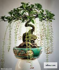 直立形から懸崖形まで多彩なロックヴン盆栽の樹形スタイル