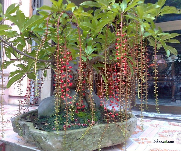 風水に従い東南方向の居間に置かれたロックヴン盆栽