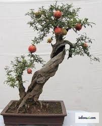 ザクロ盆栽の芸術的な剪定と樹形作りテクニック